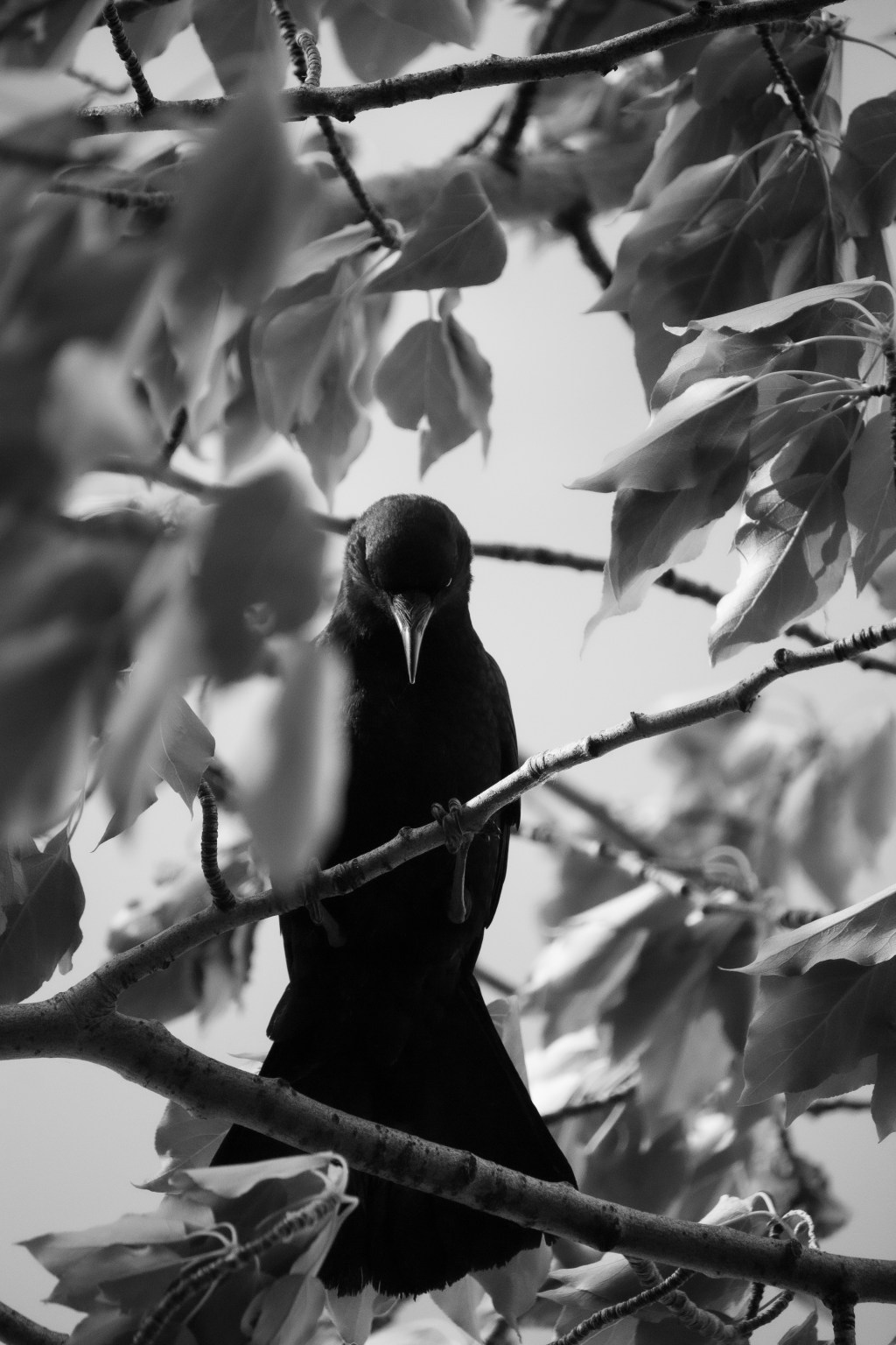 A Summer Soul Revival; The Prologue